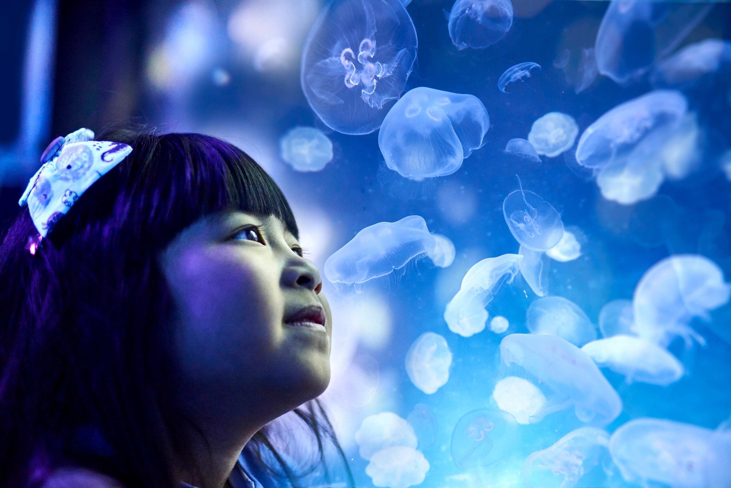 A young Melbourne girl watches jellyfish through a water tank at Sea Life aquarium Melbourne